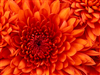 imagewebsolutions