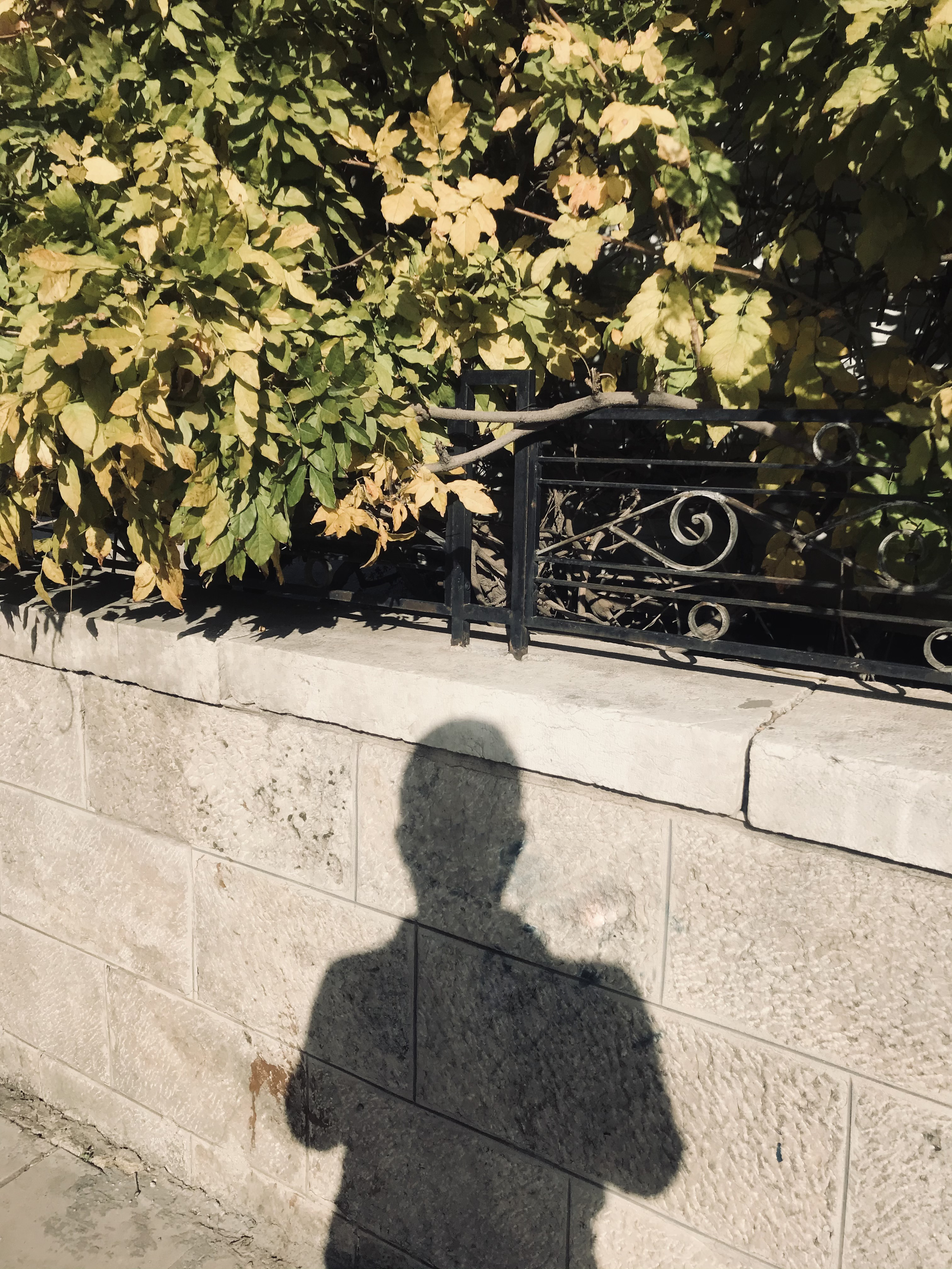 NedalShaham's profile picture