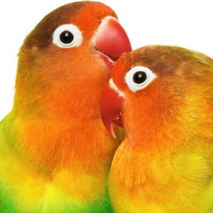 DONO17's profile picture