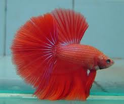 prabu's profile picture