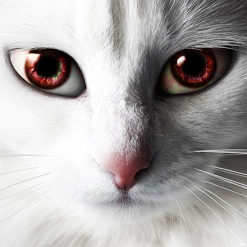 Kun's Divine Vision's profile picture