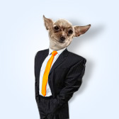 7thdog's profile picture