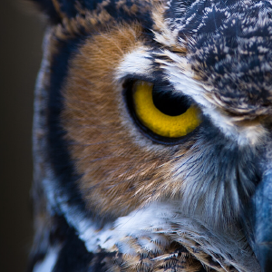 Aourus69's profile picture