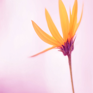 Arize Design's profile picture