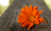Orange Media