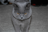  Lillian