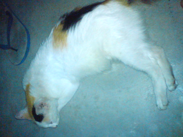  Rorschach_Solven's profile picture