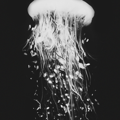 Pabloravel's profile picture