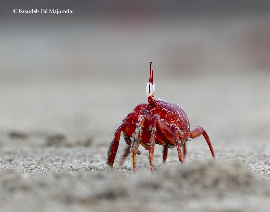 senpinto's profile picture