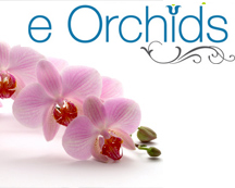 Web Designing & Development's profile picture