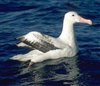 nawras