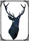 CASDesigns