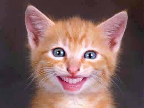joshaley's profile picture