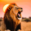 Leo-star