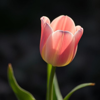 TULIP CRAFTS