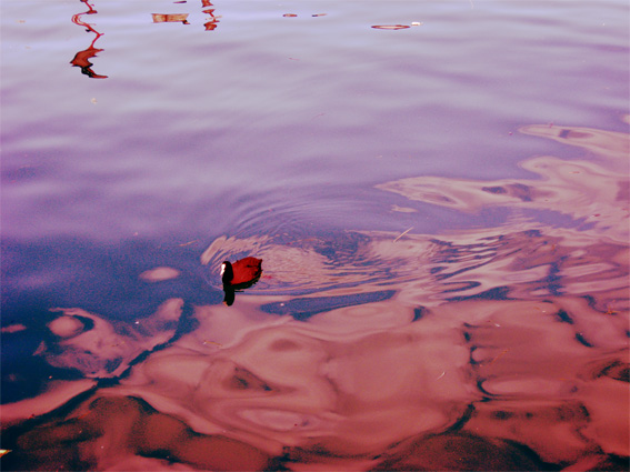 Angela's profile picture