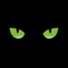blackcat studio