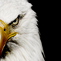 Eagleye's profile picture