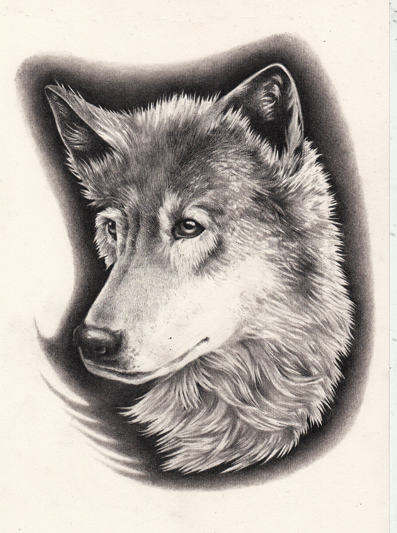 magentaIllustration's profile picture