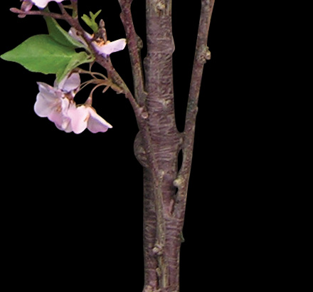 czee's profile picture