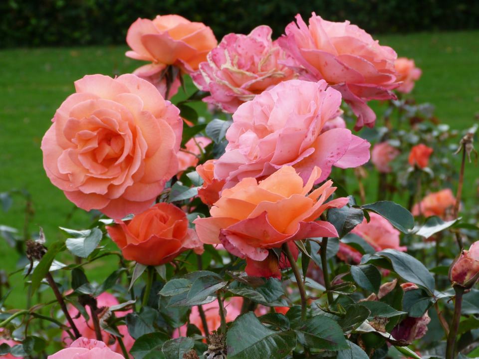 luanagbc's profile picture