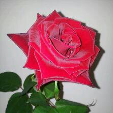 Aagute's profile picture