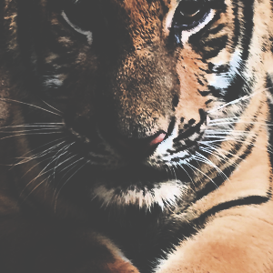 Corrupted Mind Graphics's profile picture