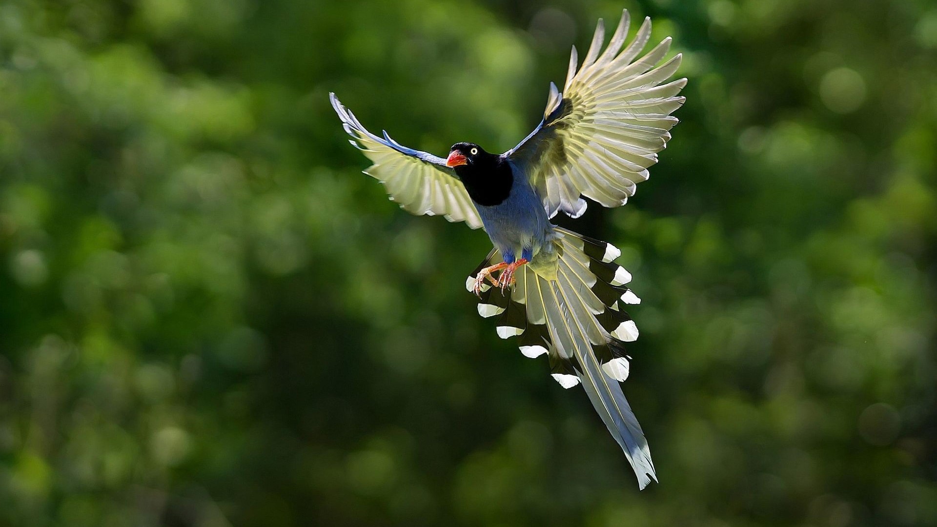 salj_kc's profile picture