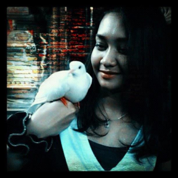 shieda's profile picture