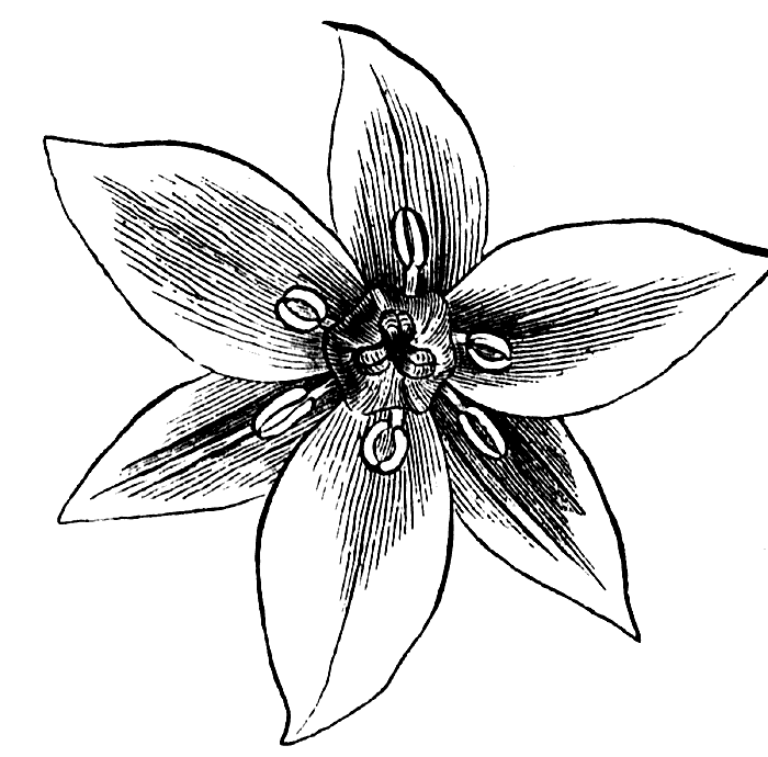 chrysalis design's profile picture