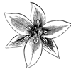 chrysalis design