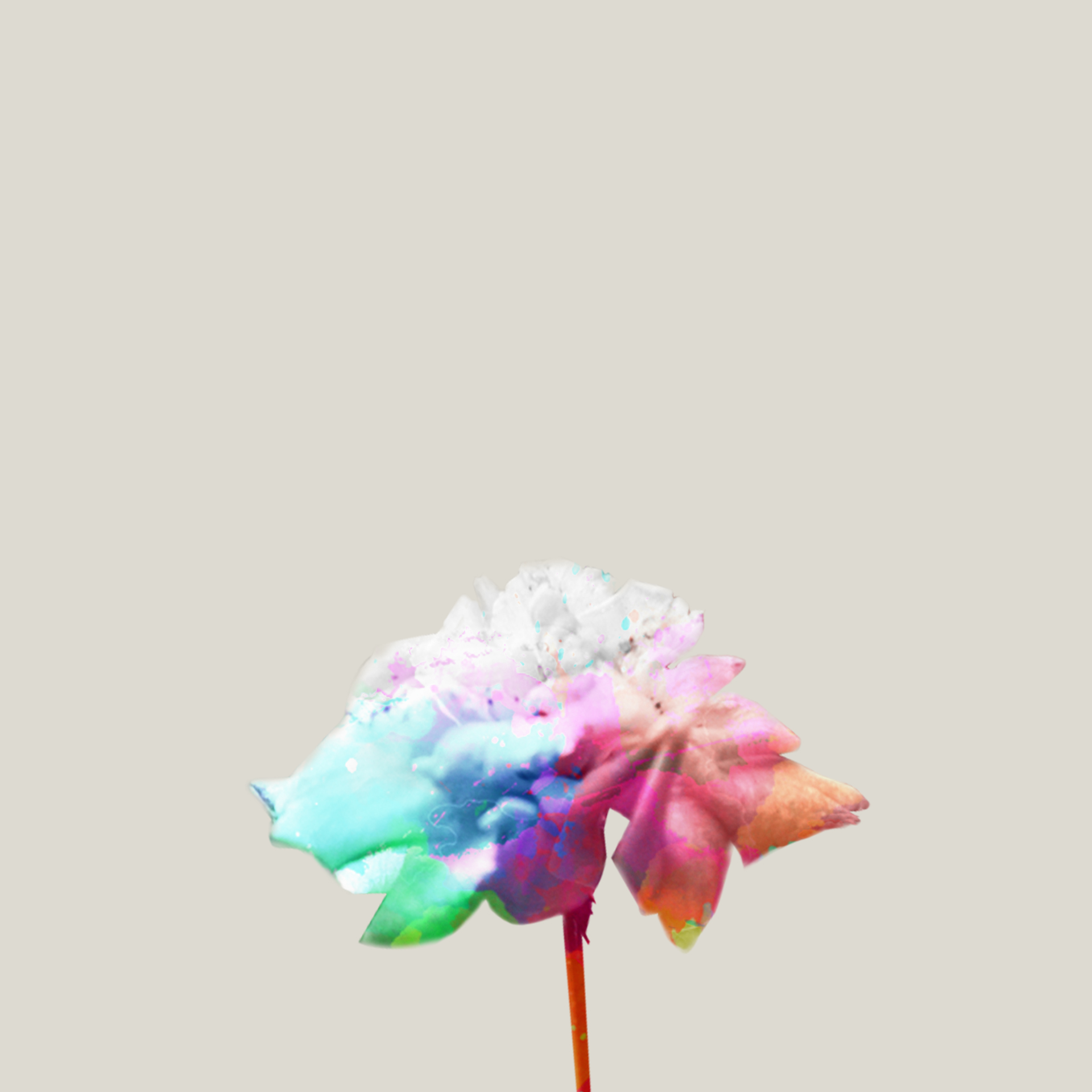 tdream's profile picture
