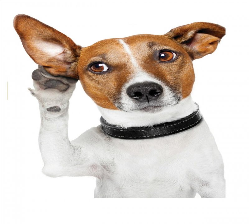 WuzzDapetTerus's profile picture
