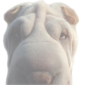 Manatee's profile picture