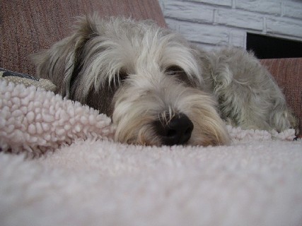 scamp's profile picture