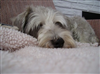 scamp