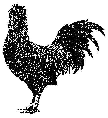 DUCKCOW's profile picture