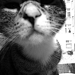 grisu's profile picture