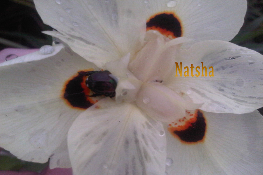 Natsha's profile picture