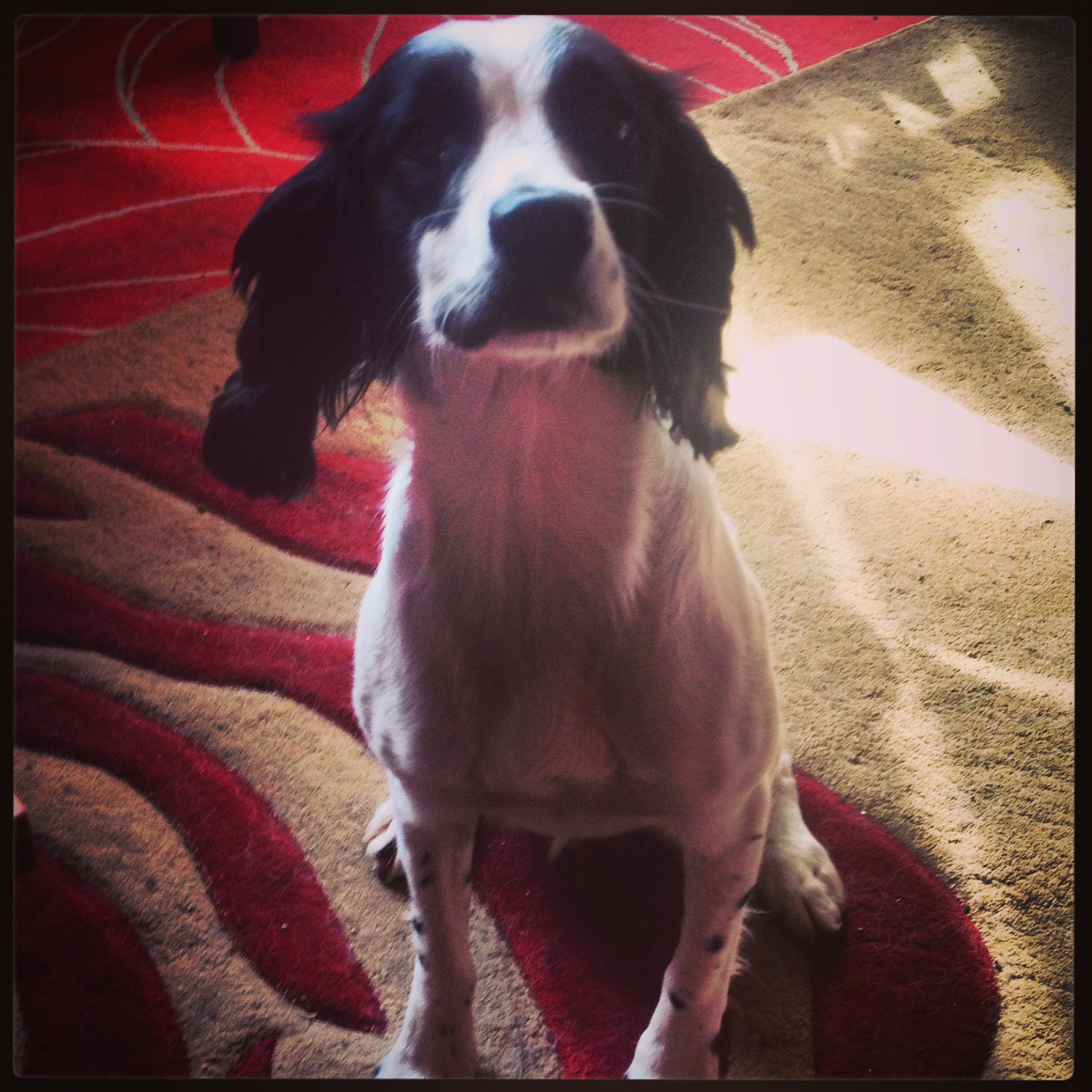 Penguuuu's profile picture