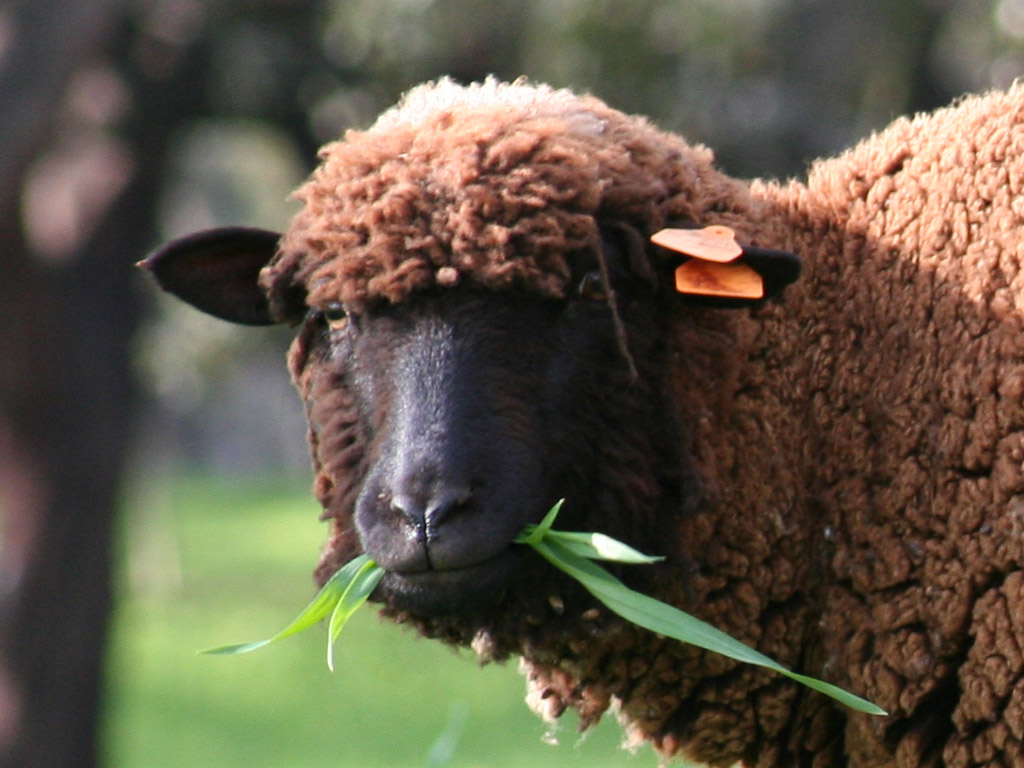 Afonso Soares's profile picture