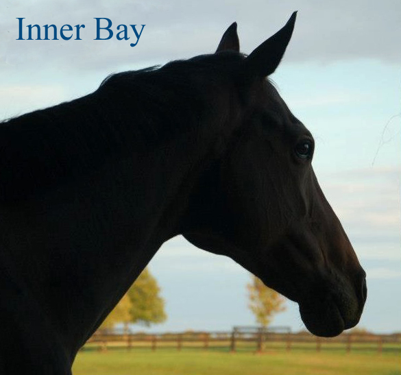 Inner Bay Design's profile picture