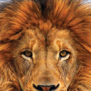 mosham's profile picture