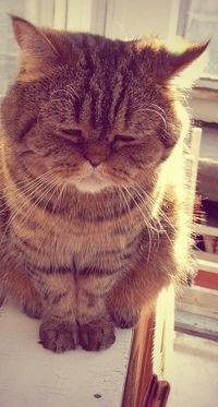 Zerg_26's profile picture