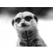 Meerkat Design Inc's profile picture