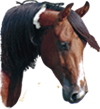 FreeReinDesigns