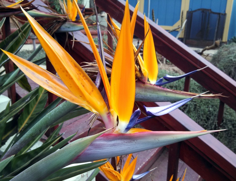 SandiegoGraphics's profile picture