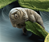 darvargus
