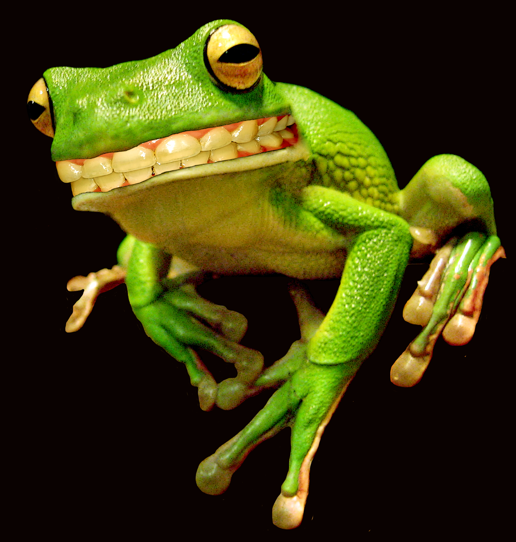 twistedFrog's profile picture