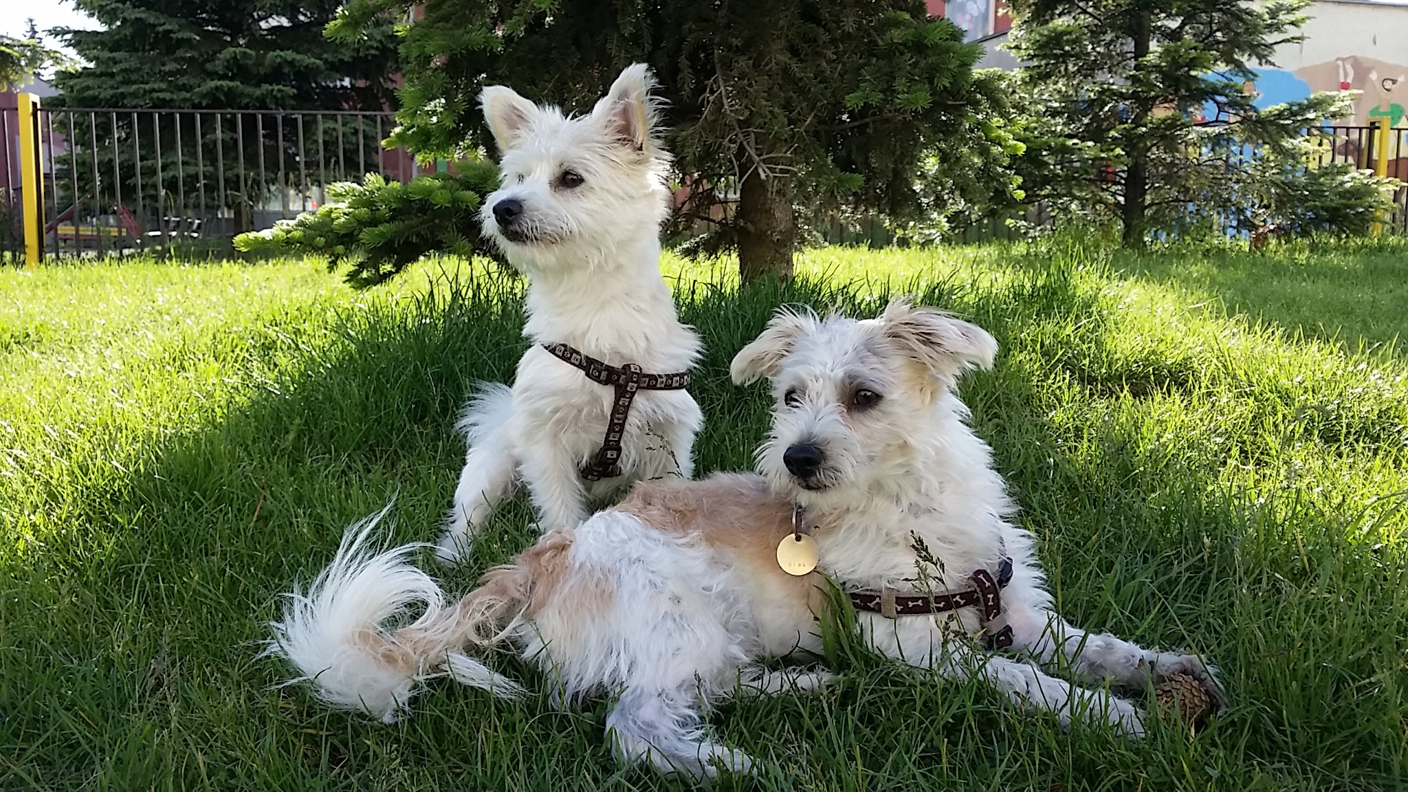 Lubomir Ingeli's profile picture